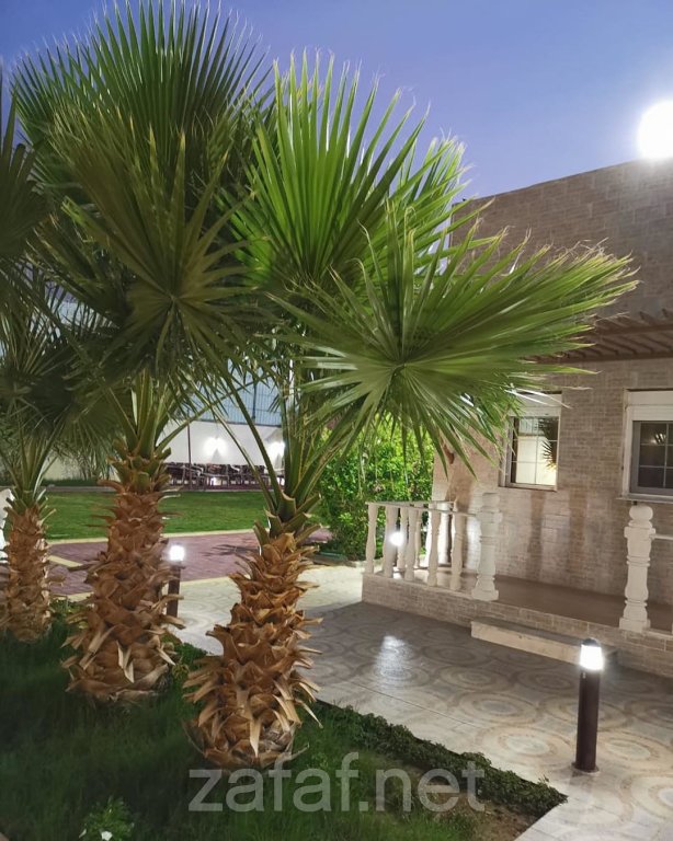 زهرة اللوتس