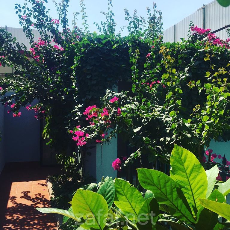 استراحة اللوتس