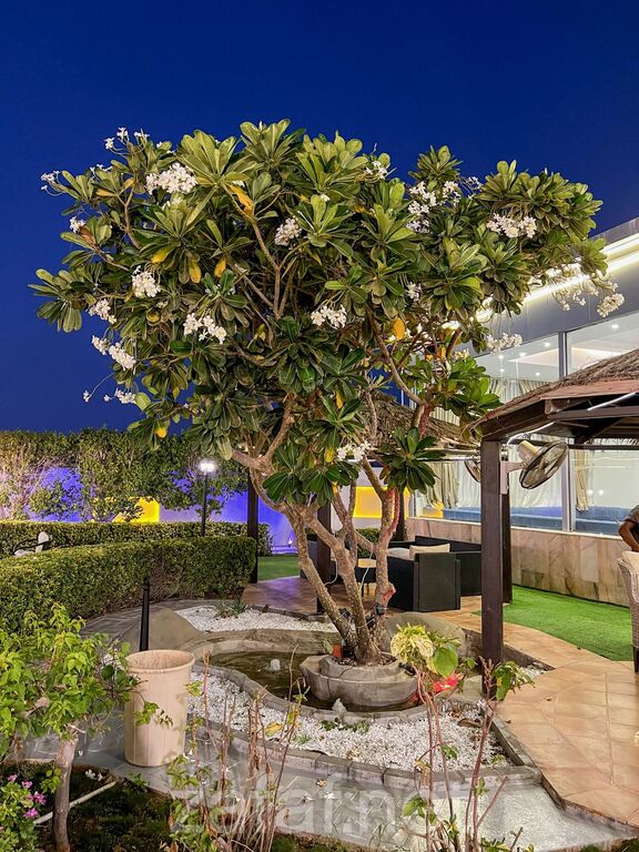 استراحة حدائق القصر