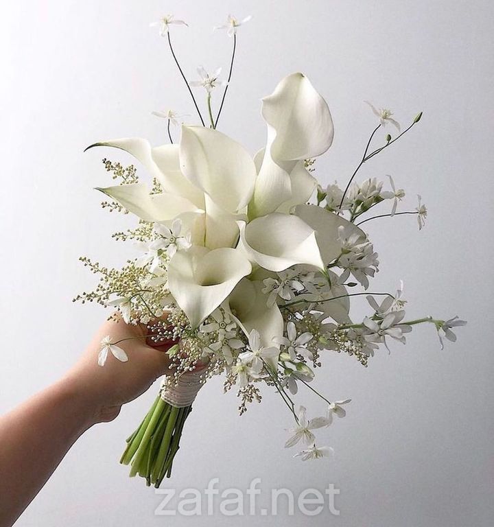 عالم الحفلة في جدة