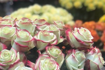 حفلتي للزهور الطبيعية