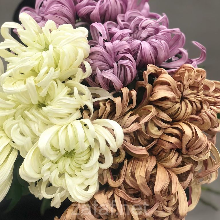 حفلتي للزهور الطبيعية