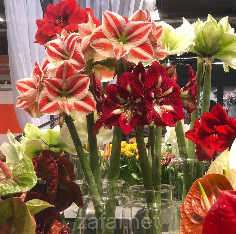 حفلتي للزهور الطبيعية