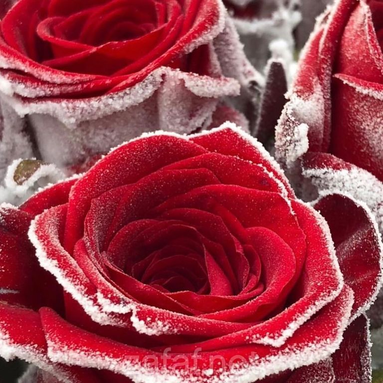 حفلتي للزهور الطبيعية