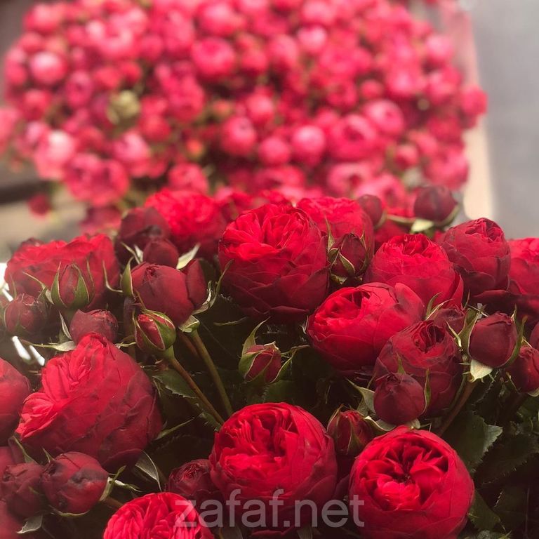 حفلتي للزهور الطبيعية