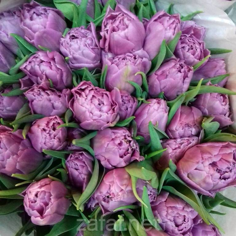 شركة منتهى الأزهار التجارية