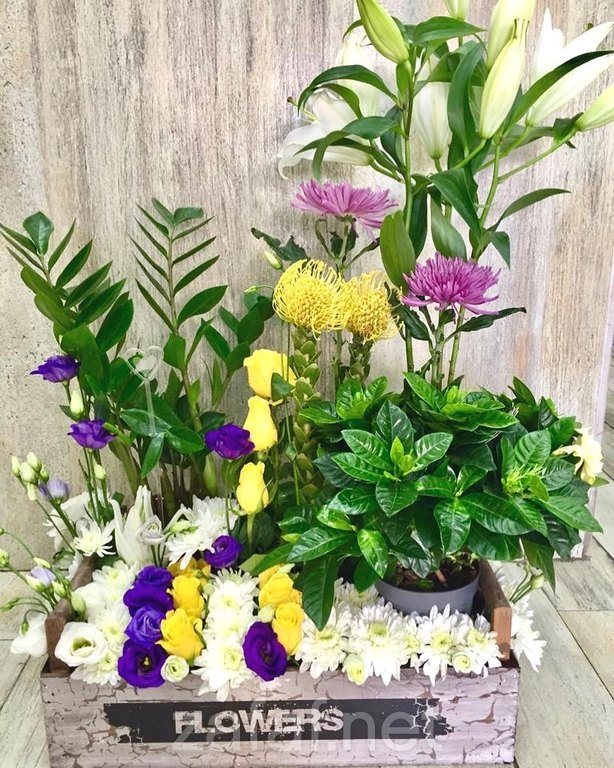 ازهار جاردينيا