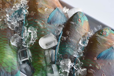 مطعم اسماك النورس