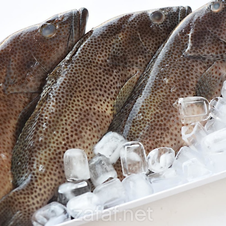 مطعم اسماك النورس