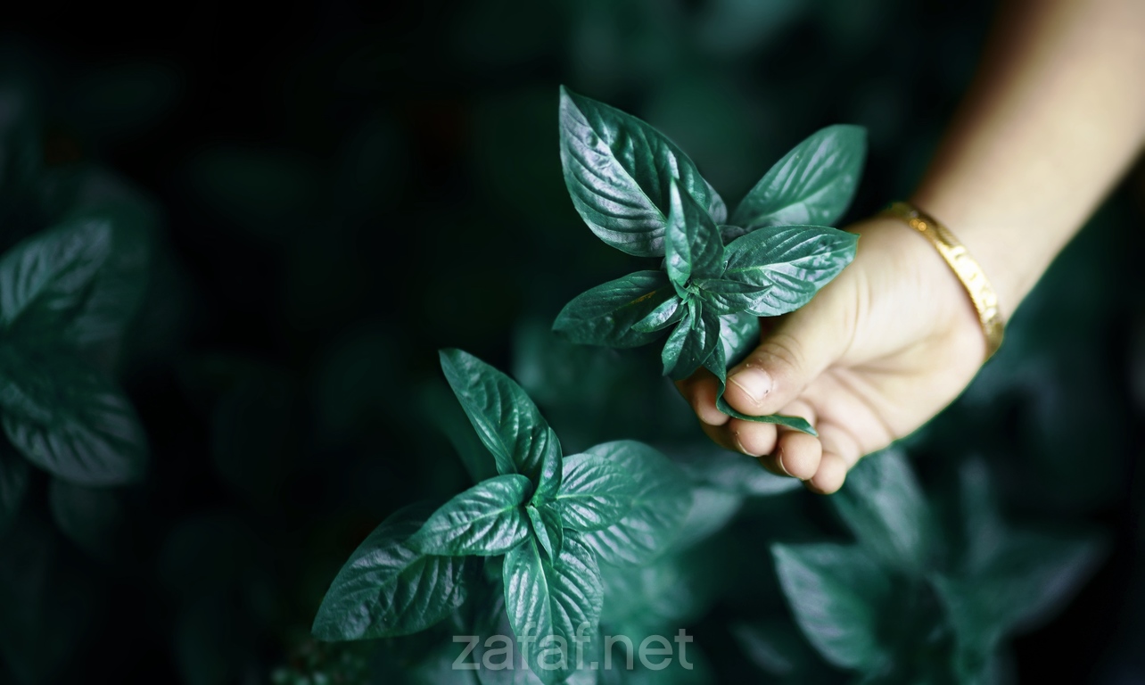 شركة كامز لتصوير الحفلات